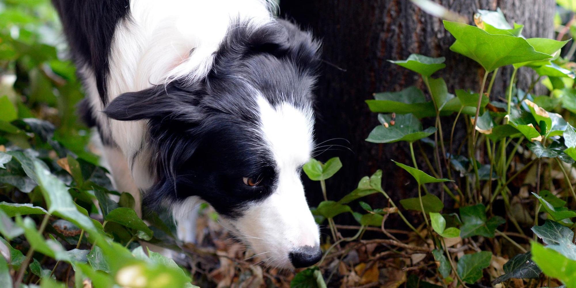 Gefaehrliche_Hundeko_66283883