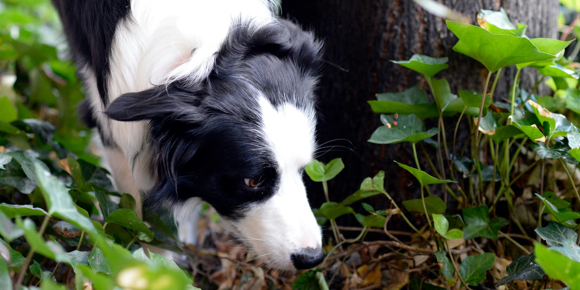 Gefaehrliche_Hundeko_66283883