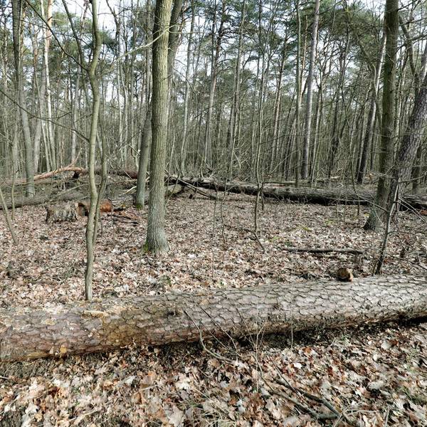 Wald