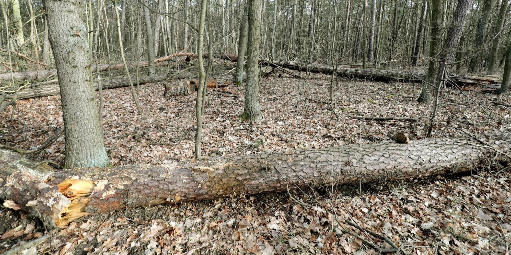 Wald