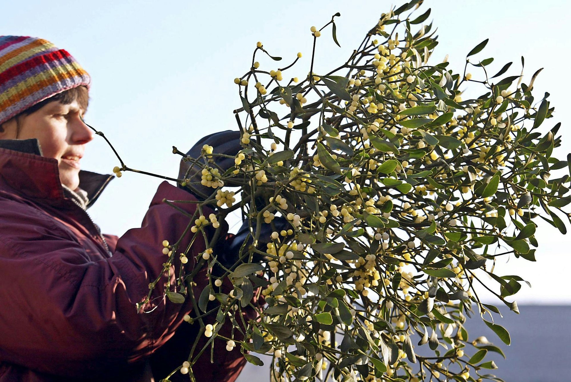 Gartenkalender Januar Mistel