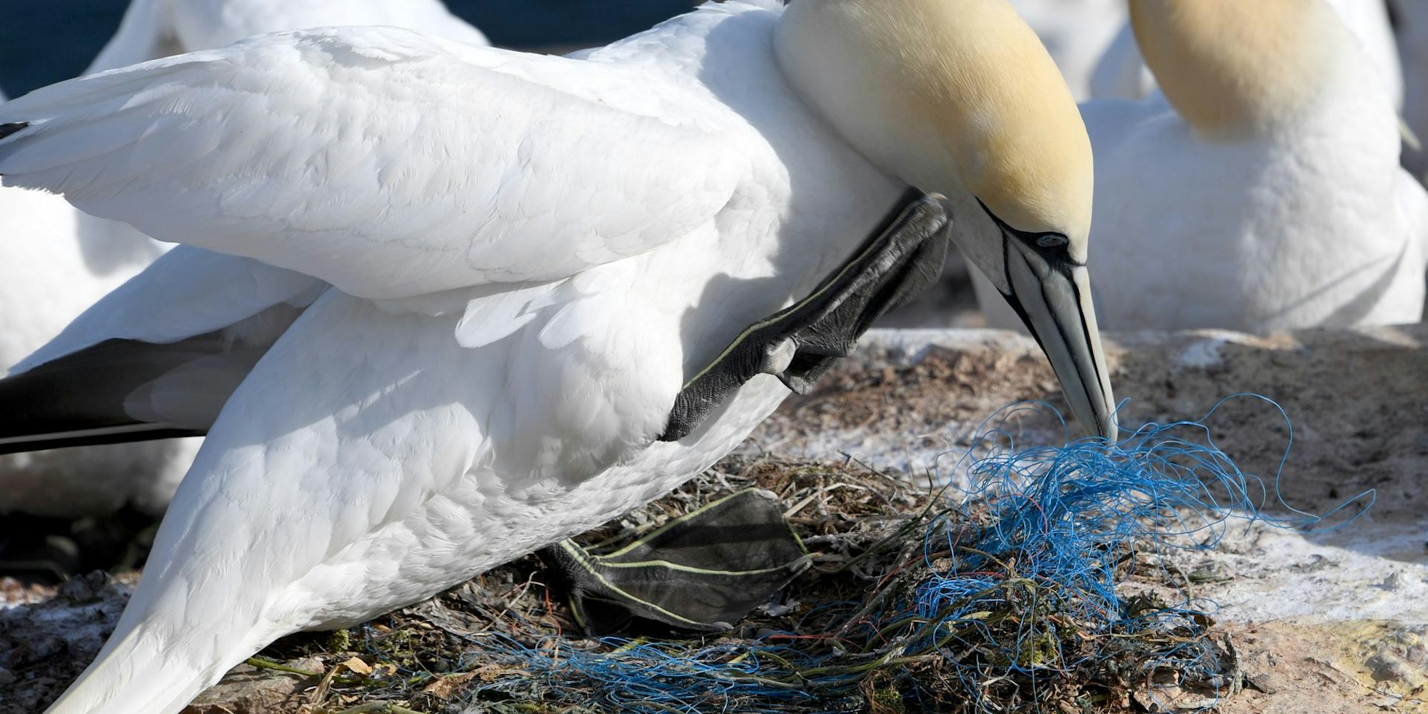 Helgoland Plastik Vögel 241119