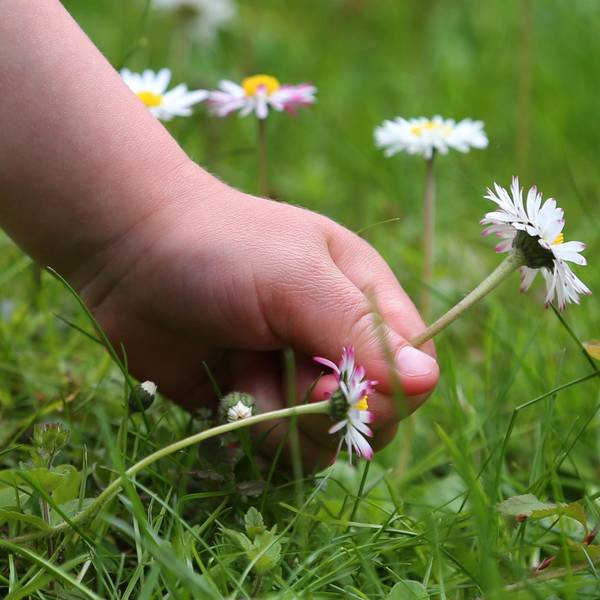 Gänseblümchen