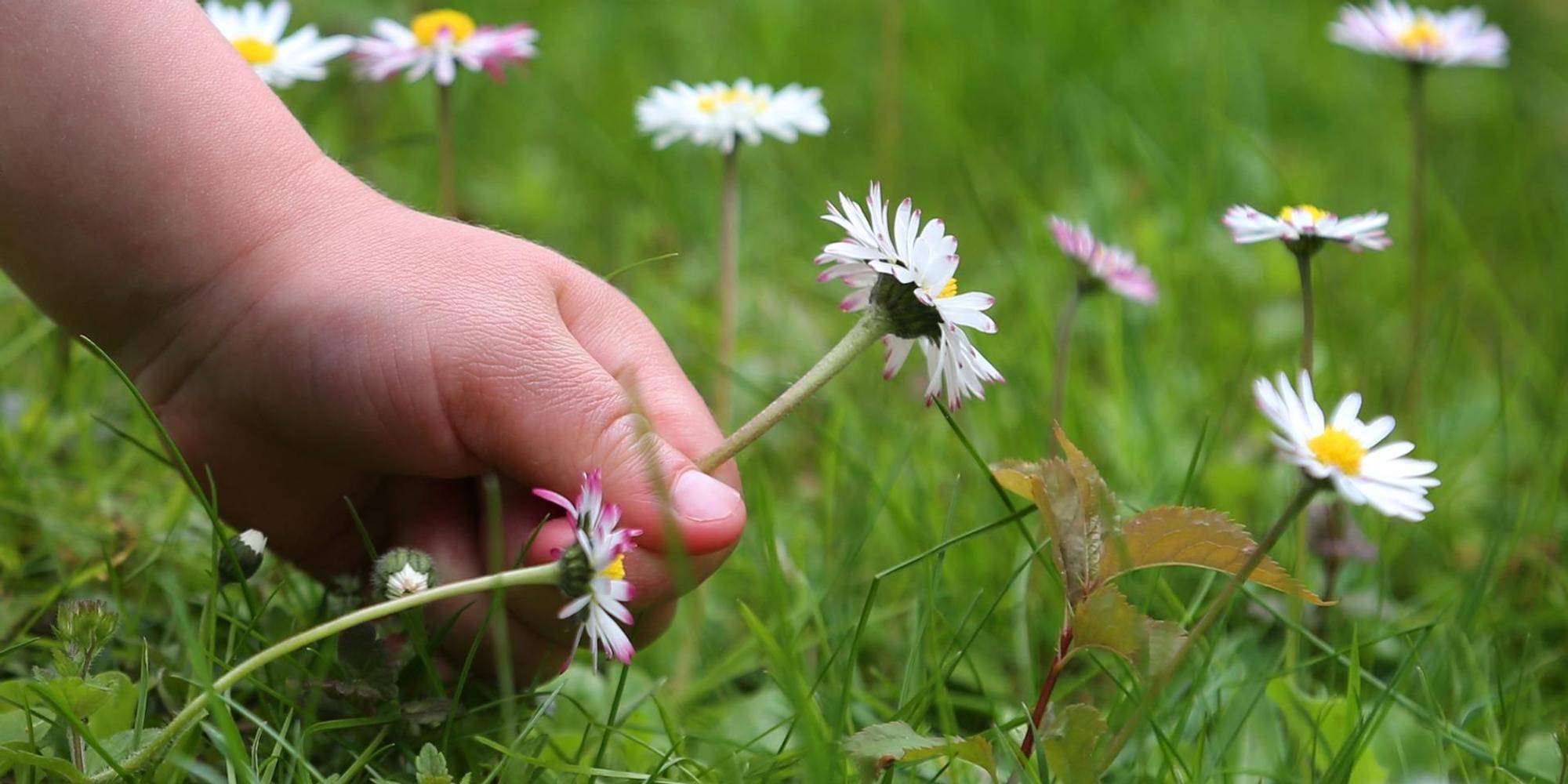 Gänseblümchen