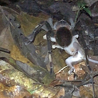 Vogelspinne tötet Beutelratte