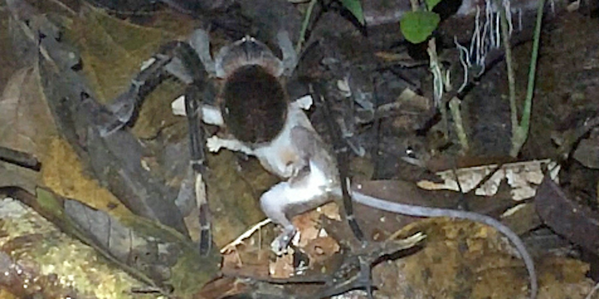 Vogelspinne tötet Beutelratte