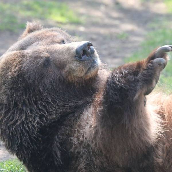Kölner Zoo Bär