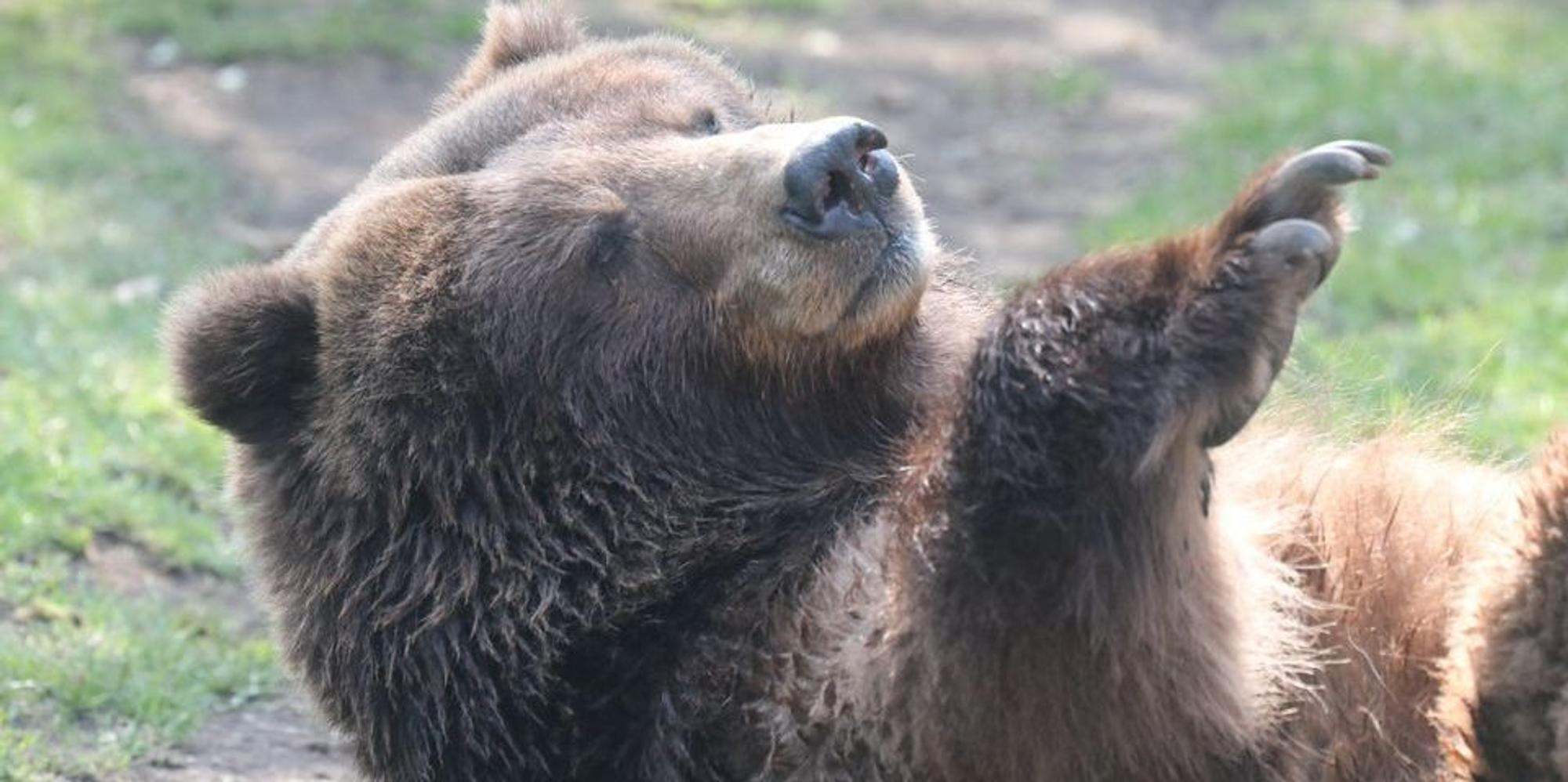 Kölner Zoo Bär