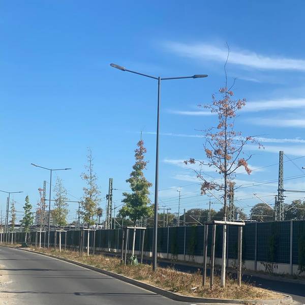 Bäume Europa-Allee (2)