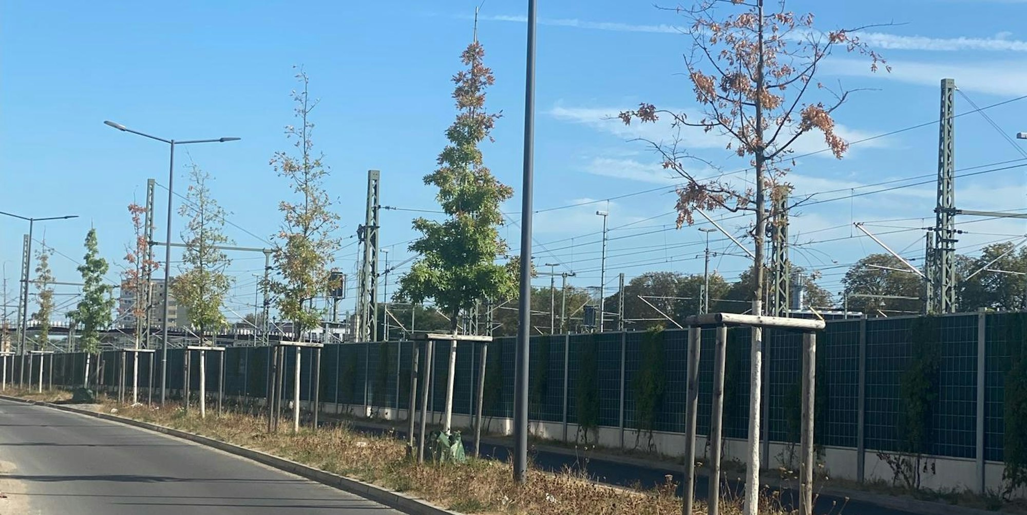 Bäume Europa-Allee (2)