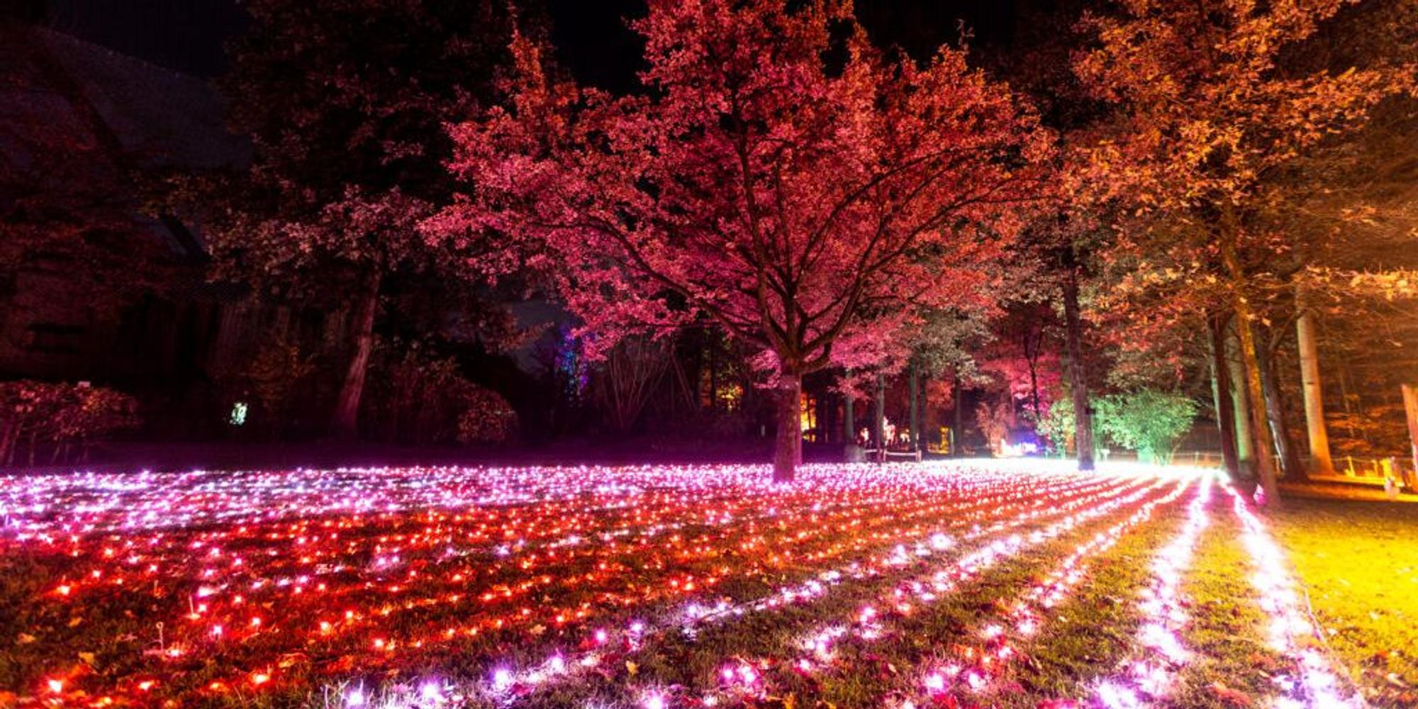 christmas-garden-koeln-field-of-lights