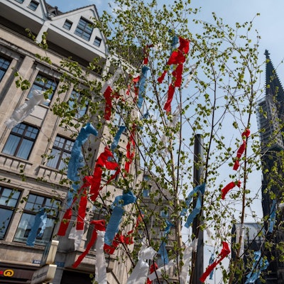maibaum koeln dom