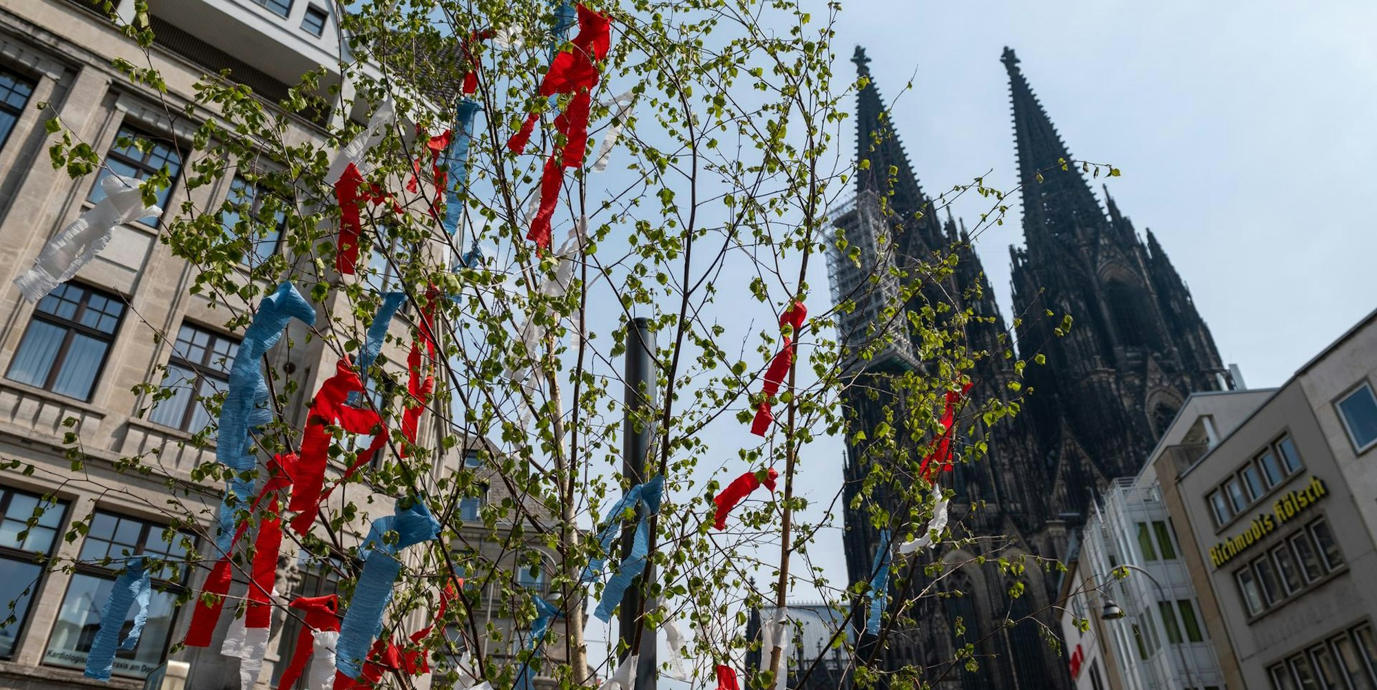maibaum koeln dom