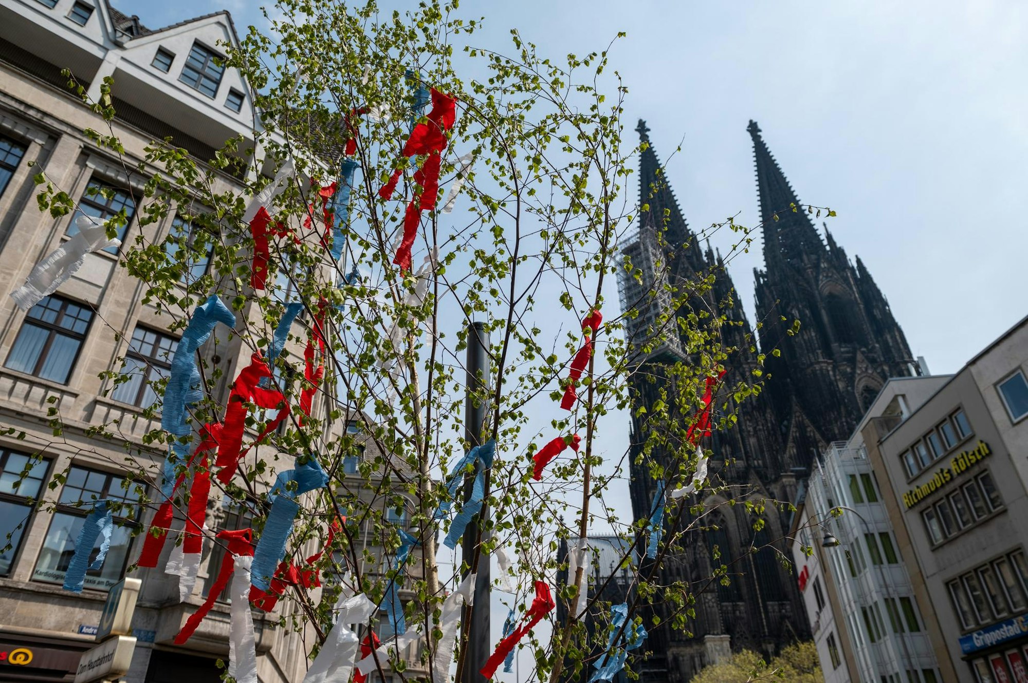 maibaum koeln dom