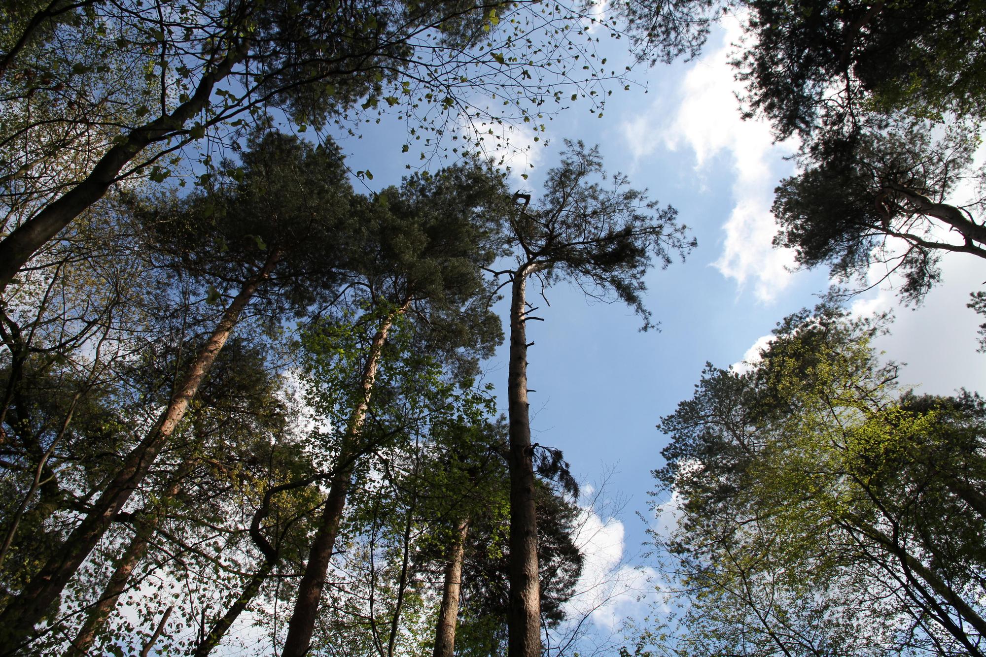 Pic Kletterwald 290416 02