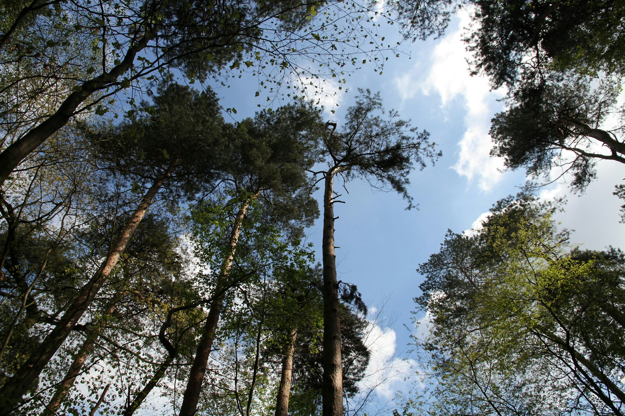 Pic Kletterwald 290416 02