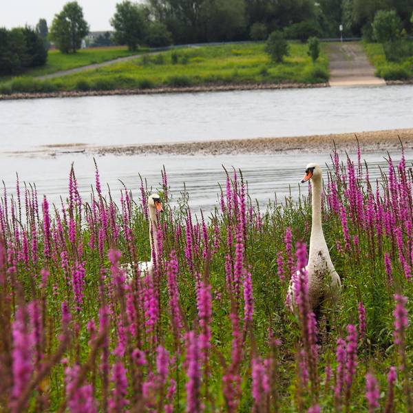 sues Schwan 1 Familie vor drei Jahren Foto Süsser