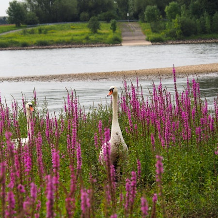 sues Schwan 1 Familie vor drei Jahren Foto Süsser