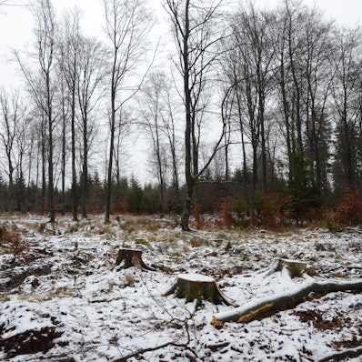 Dahelm wald Storchenhorst Fällungen