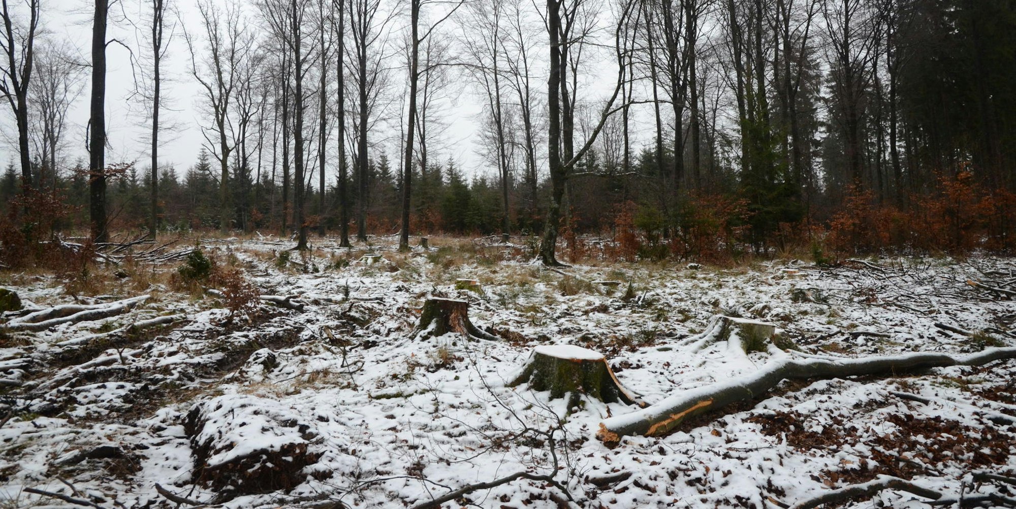 Dahelm wald Storchenhorst Fällungen