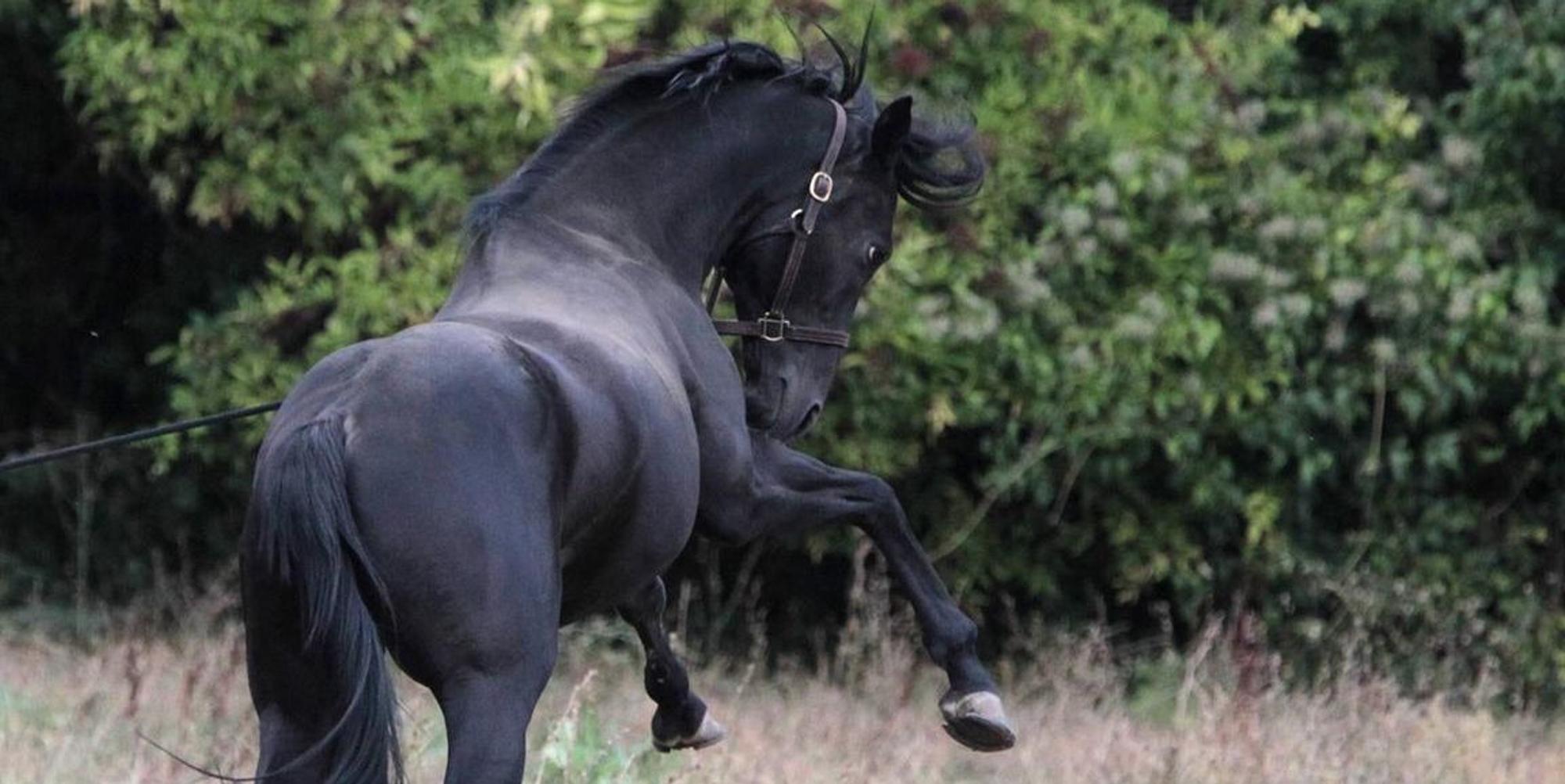 Pferd