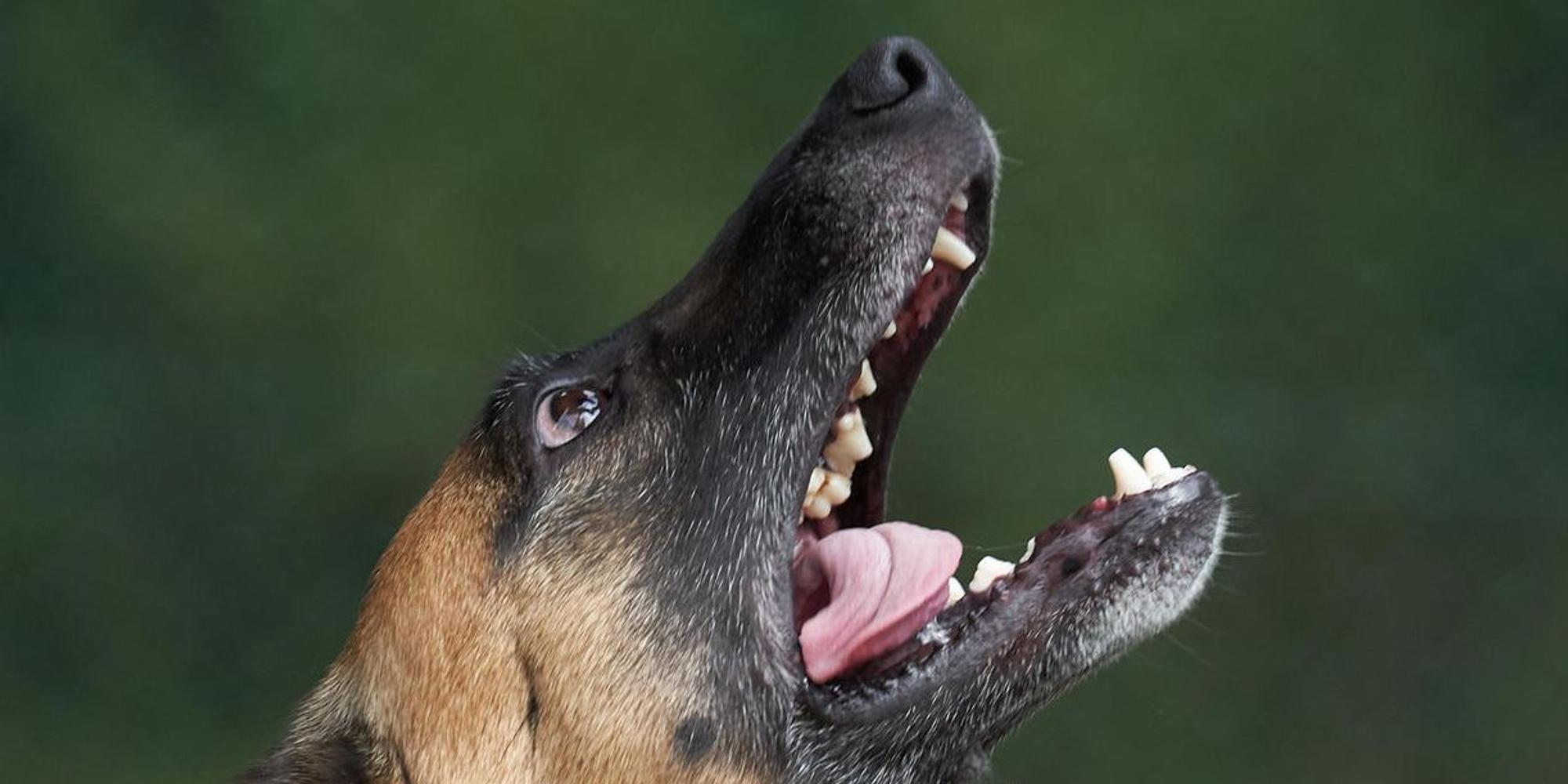 Hund symbol