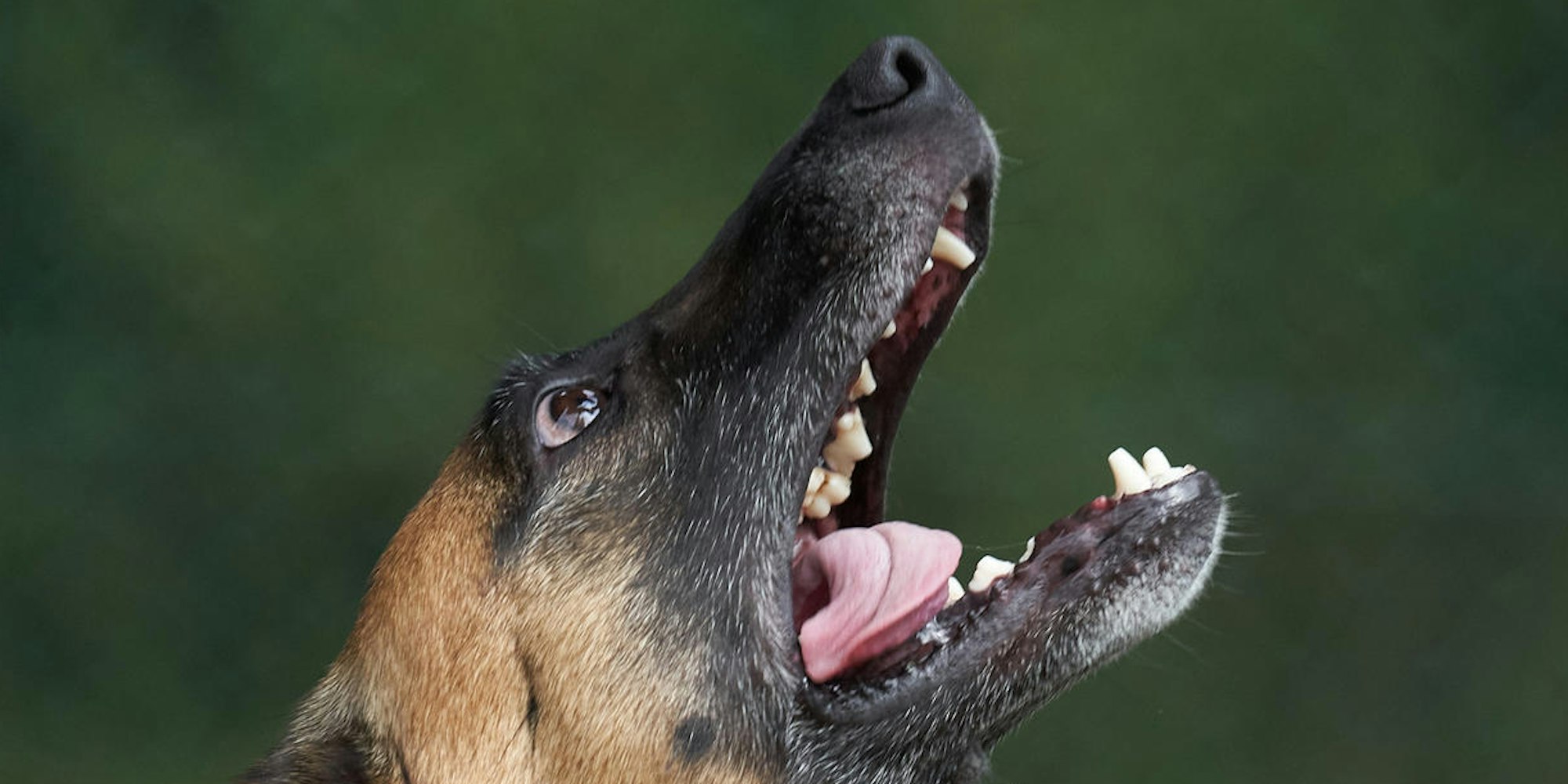 Hund symbol