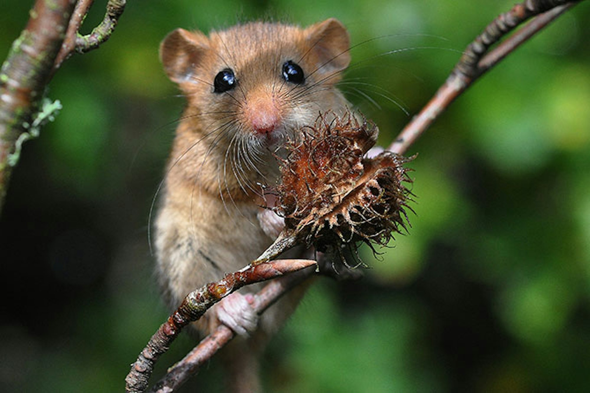 nabu-haselmaus-dieter-bark6