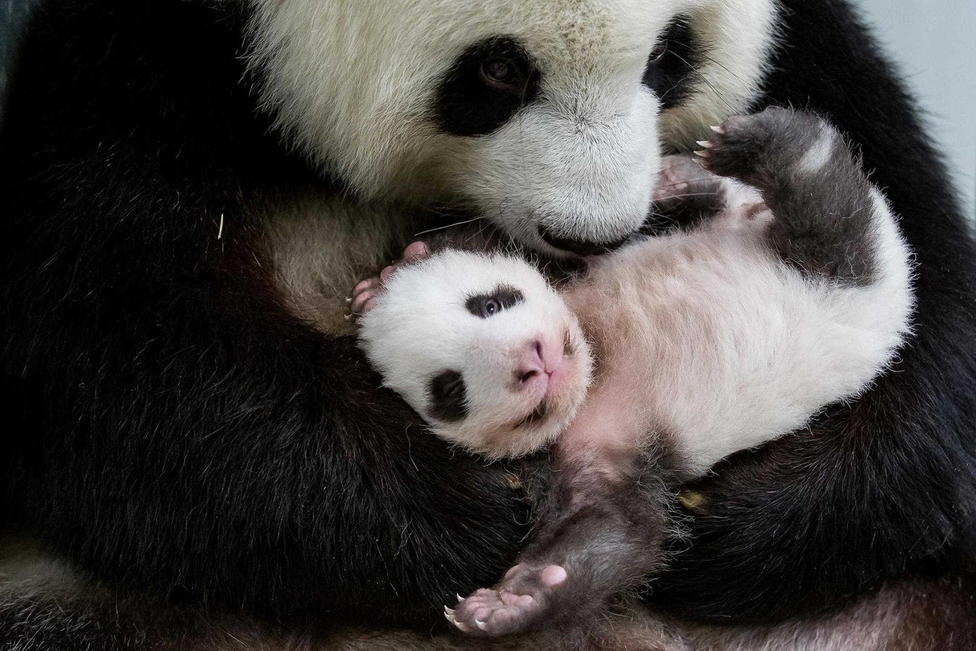 Panda mit Mutter Berlin