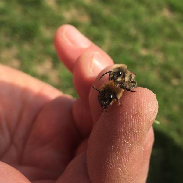 Bergheim_Glessen_Bienen_Honiggassse_(1)