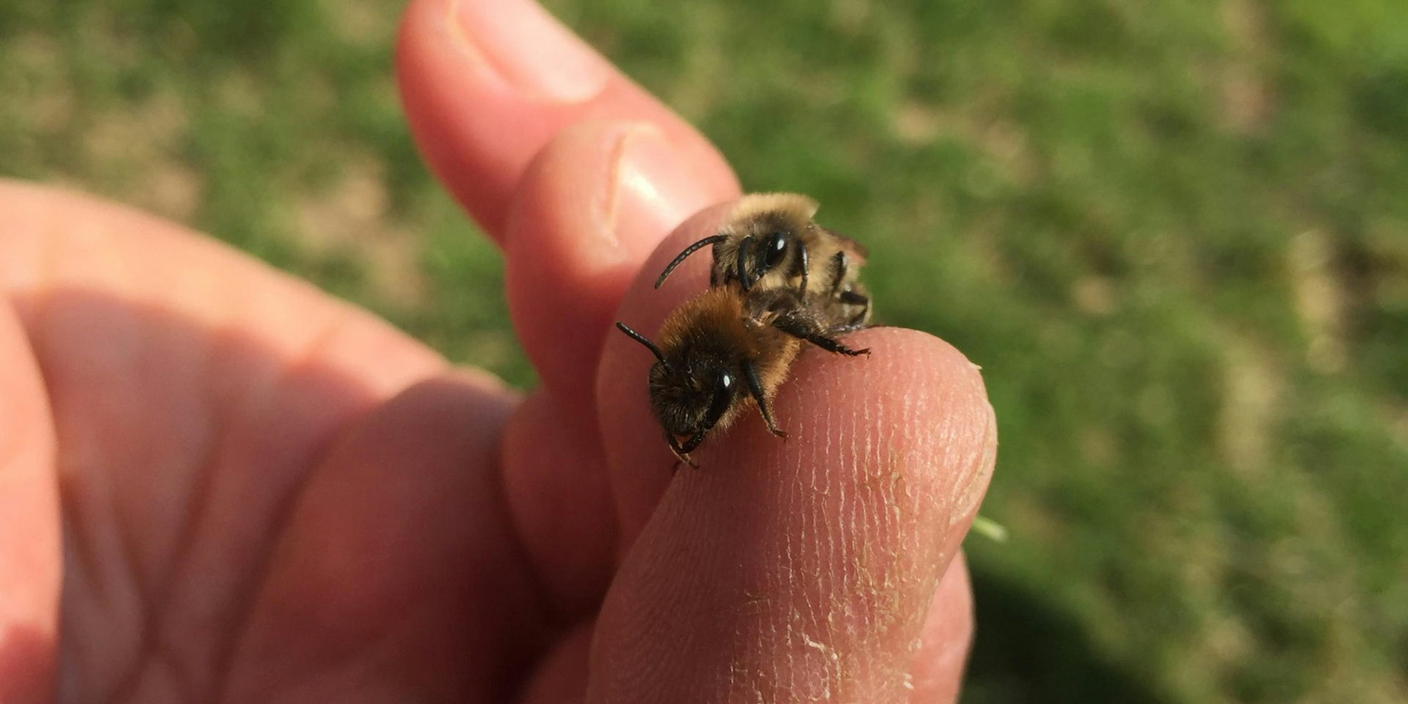 Bergheim_Glessen_Bienen_Honiggassse_(1)