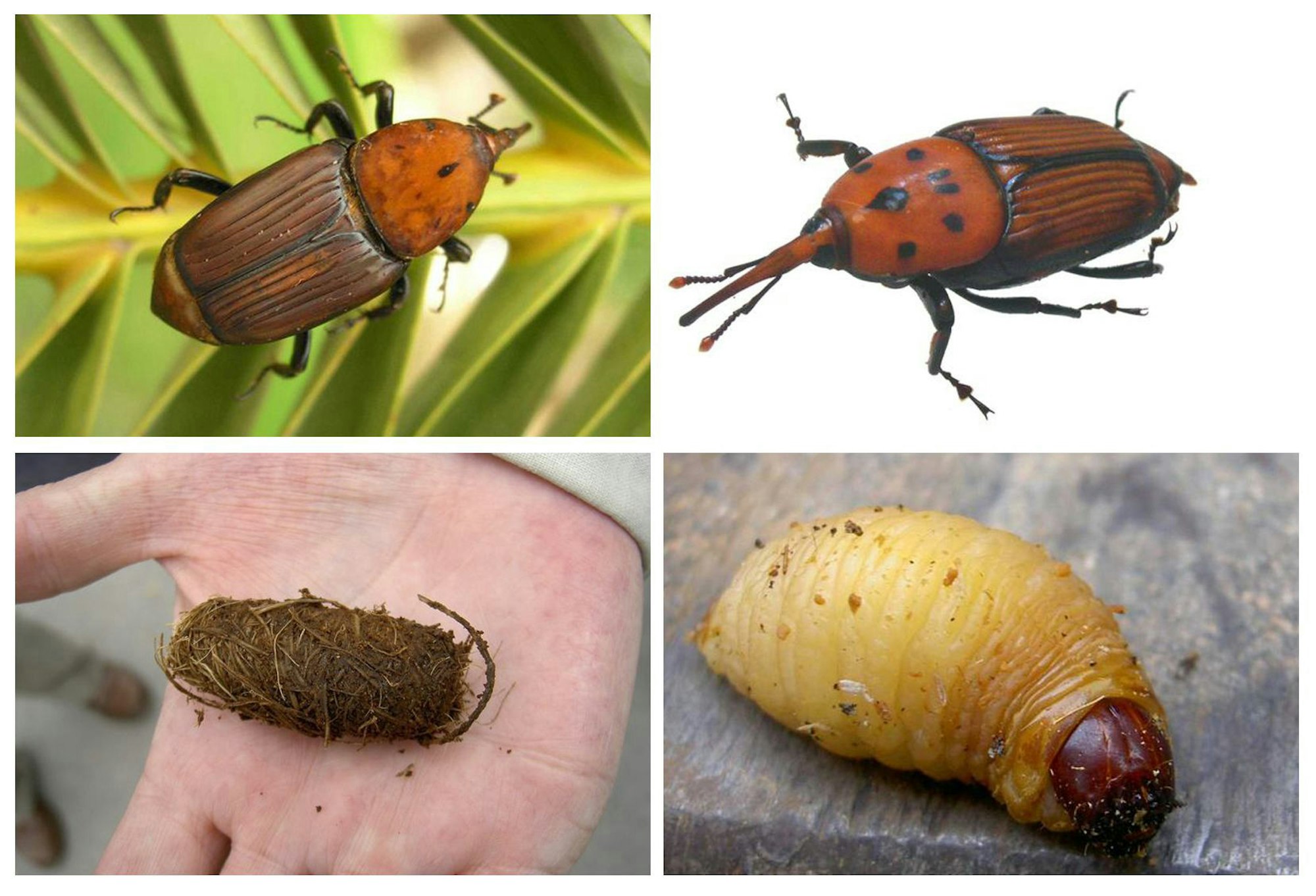 Foto Käfer