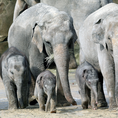 Toter Elefant DPA 180322