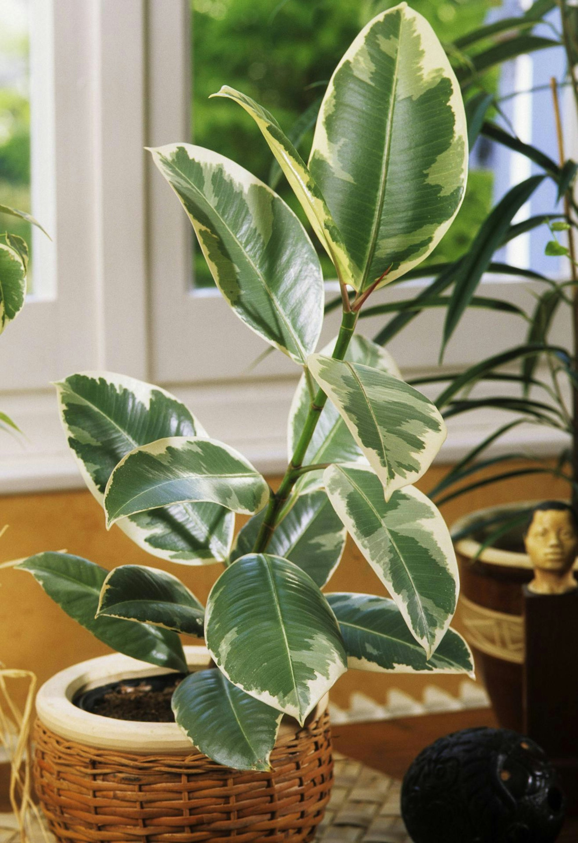 Ficus_elastica_Gummibaum