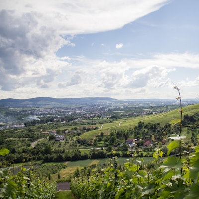 Weinregion Württemberg Zimmerle