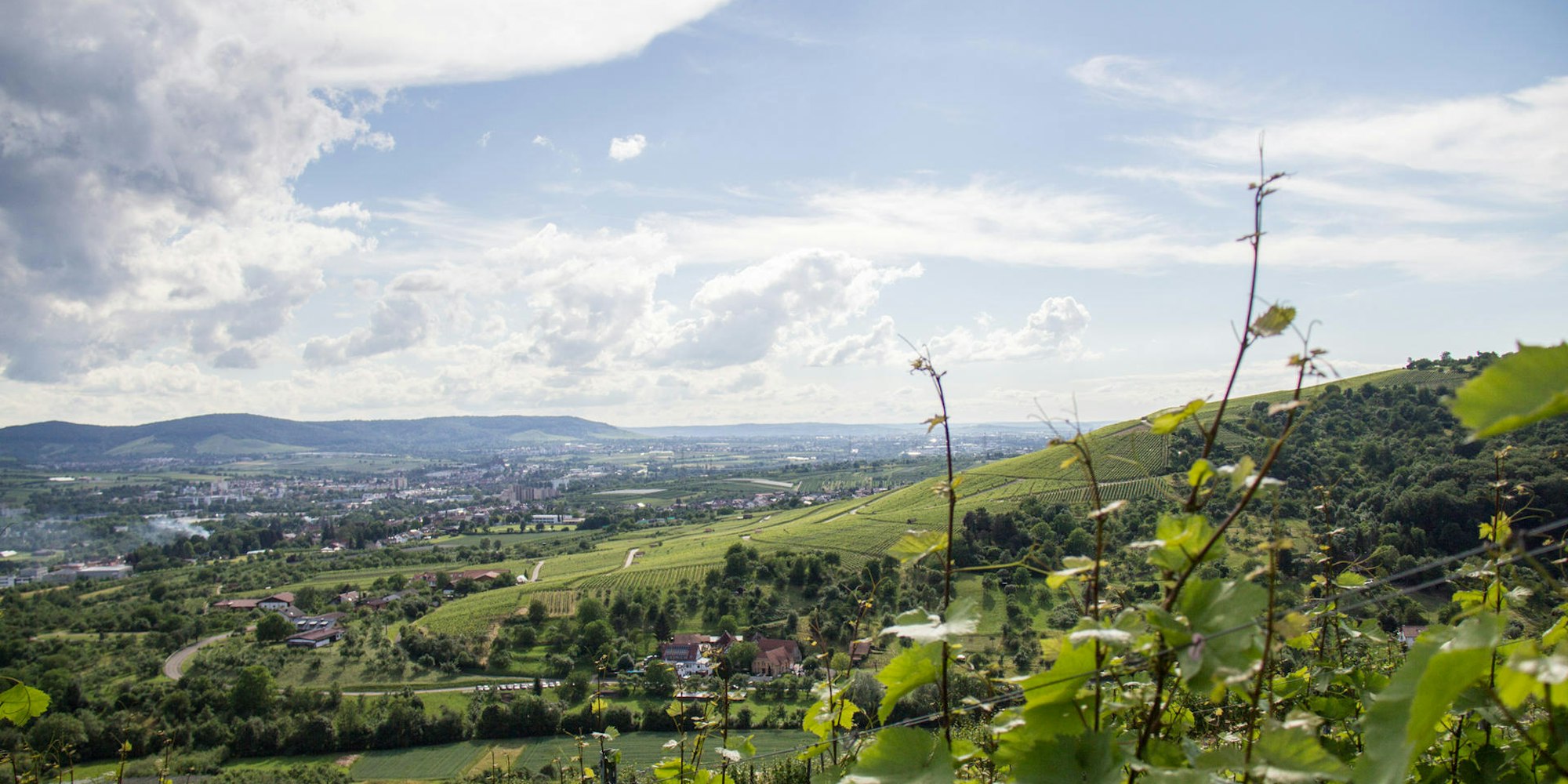 Weinregion Württemberg Zimmerle