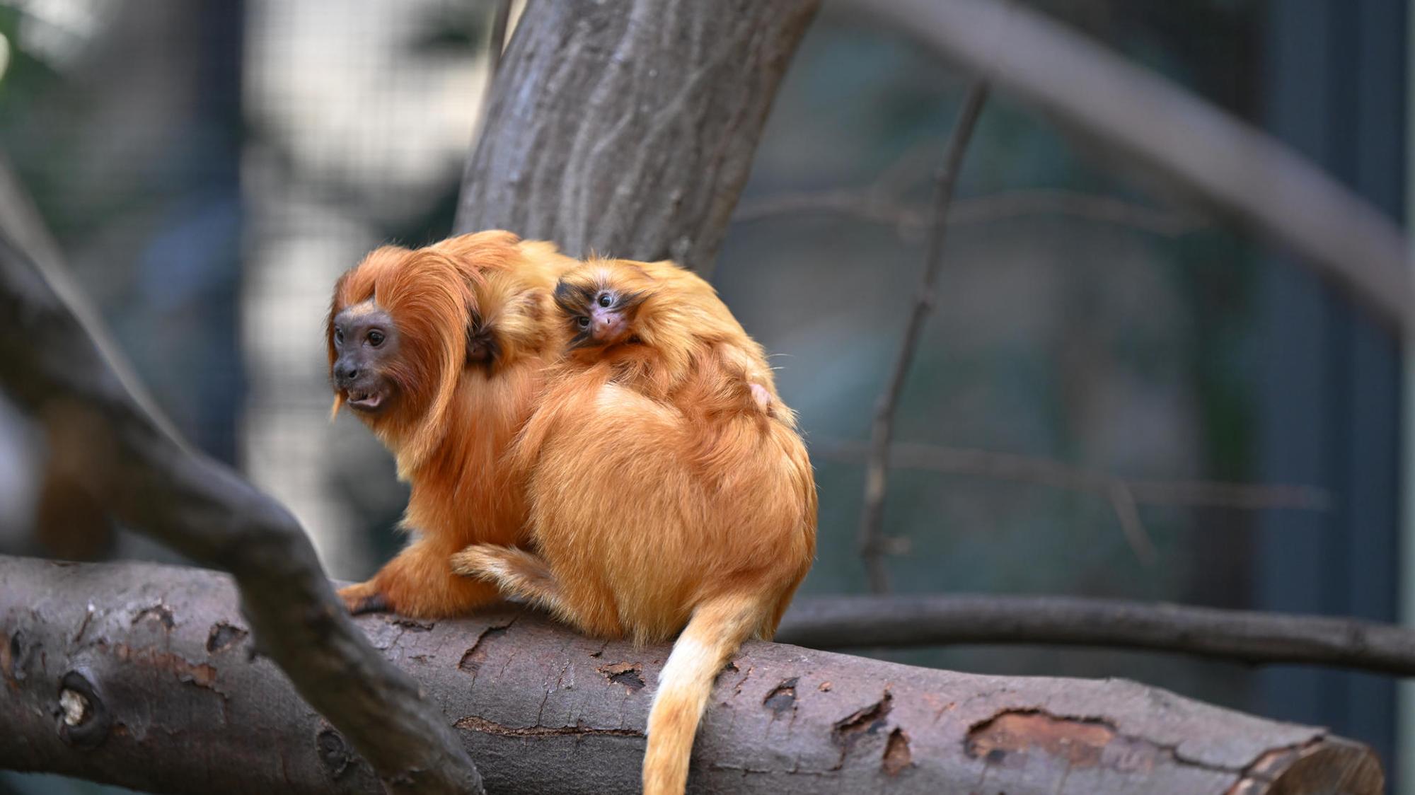 Löwenäffchen im Zoo