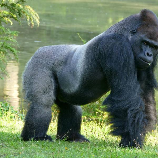 Gorilla Symbolbild