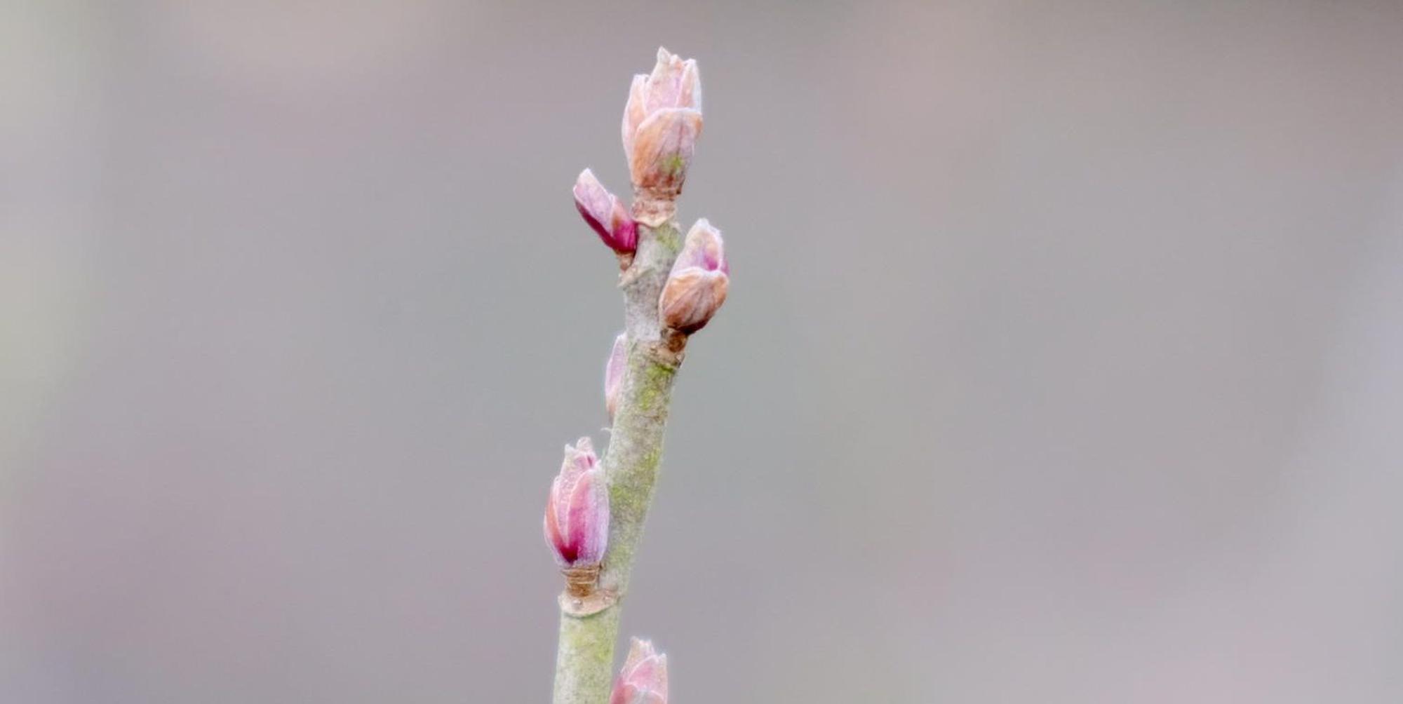 Garten im März Rose