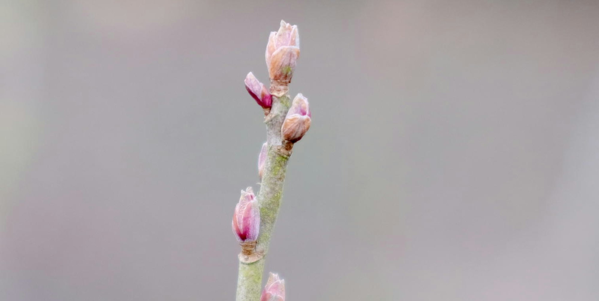 Garten im März Rose