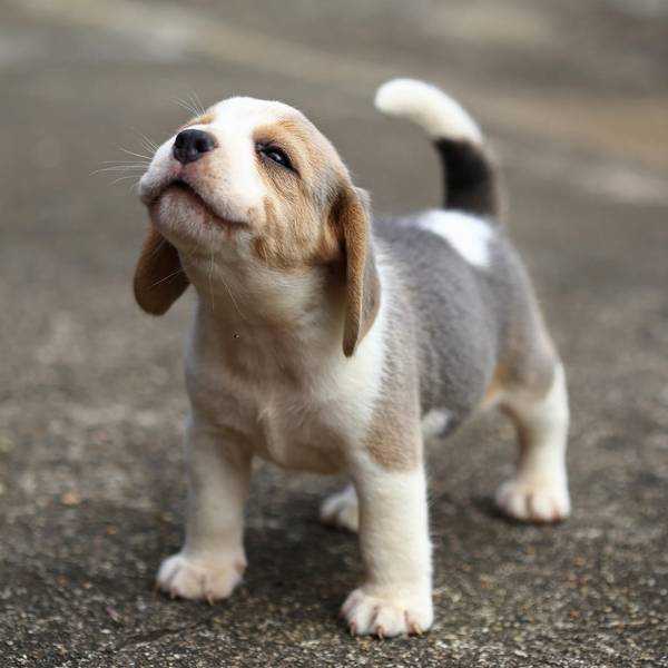 beagle_betrug_köln