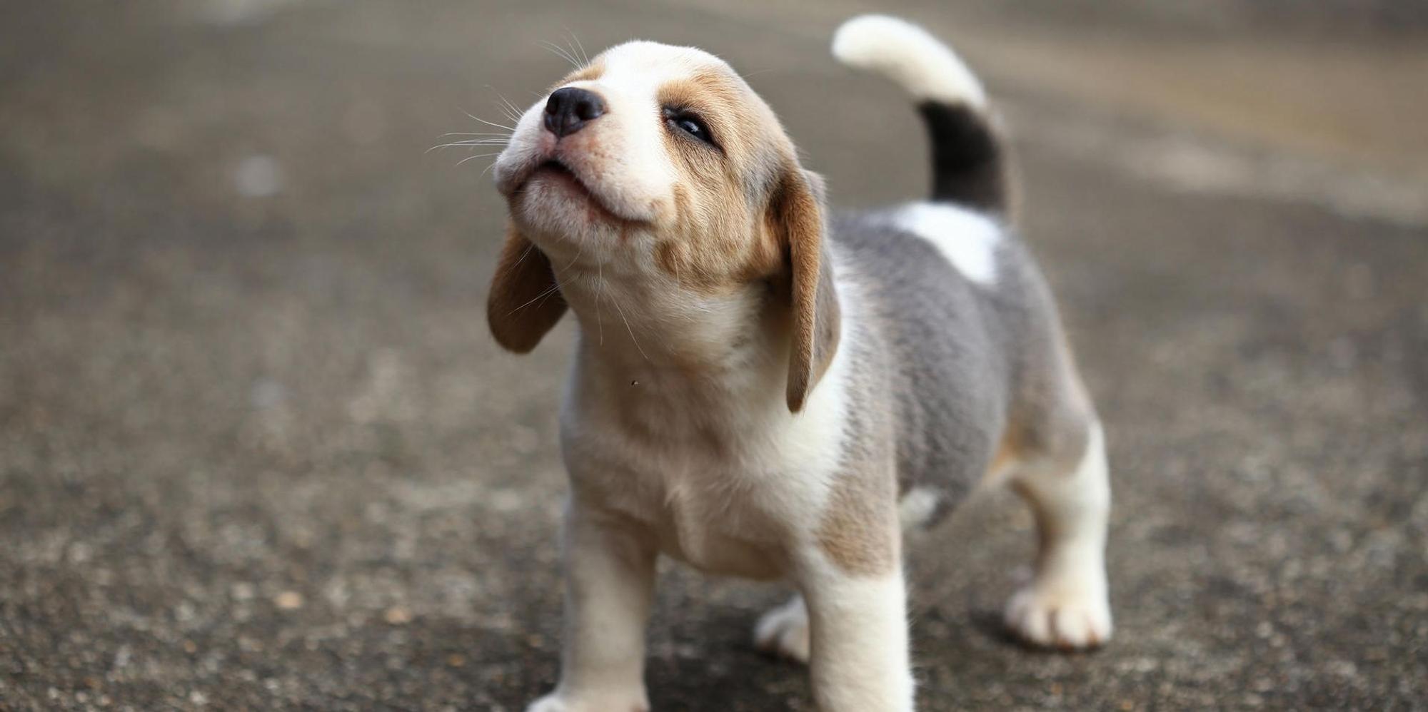 beagle_betrug_köln