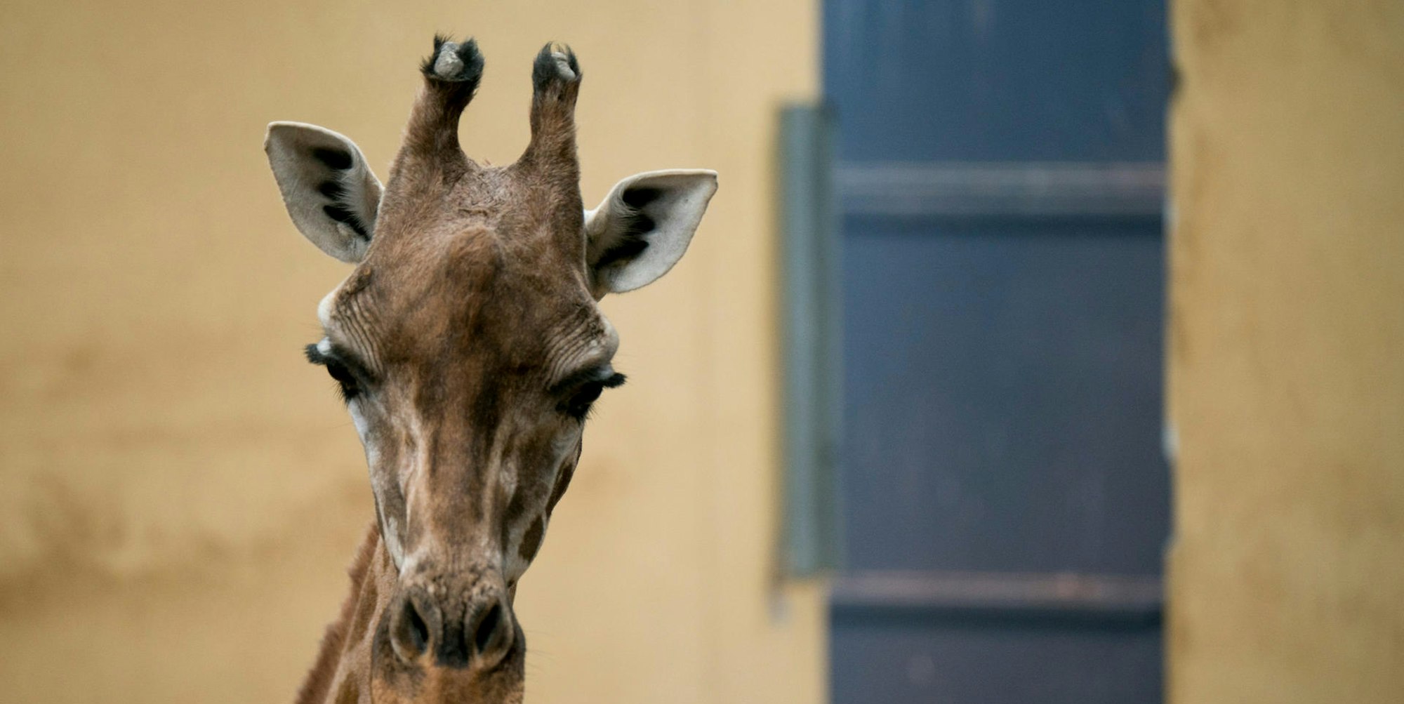 Giraffe Symbolbild