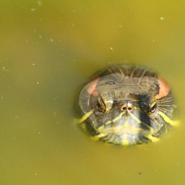 Schildkröte troisdorf 1