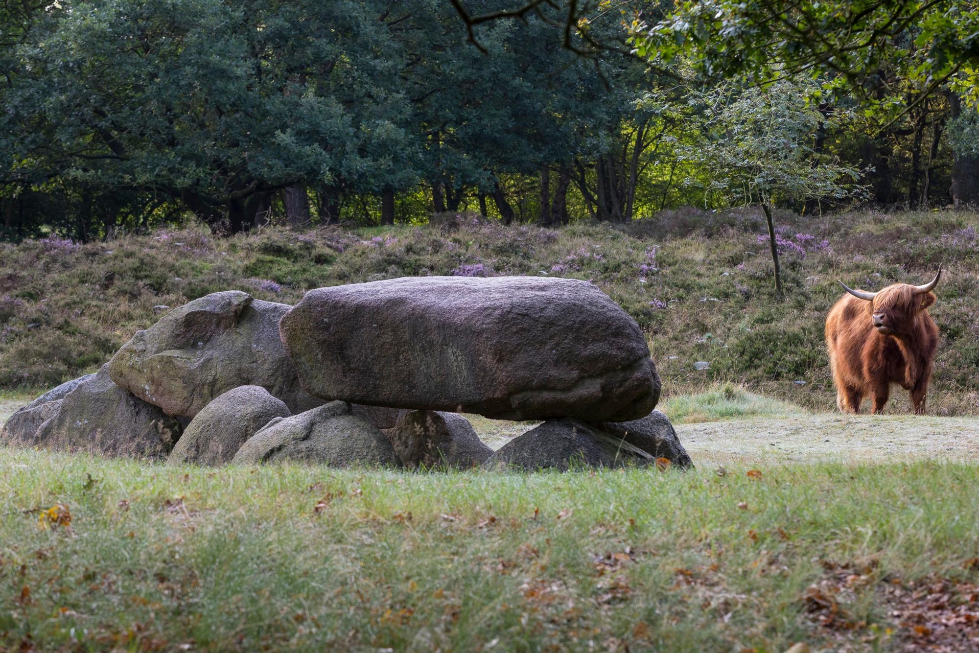 Hünengräber in Drenthe Foto Karin_Broekhuijsen