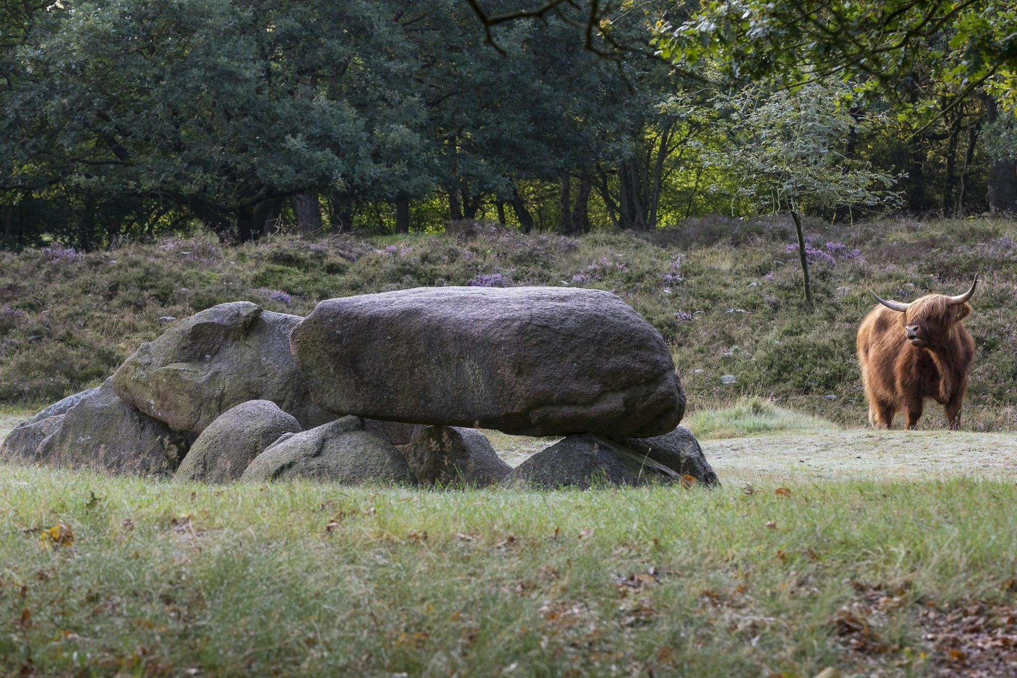 Hünengräber in Drenthe Foto Karin_Broekhuijsen