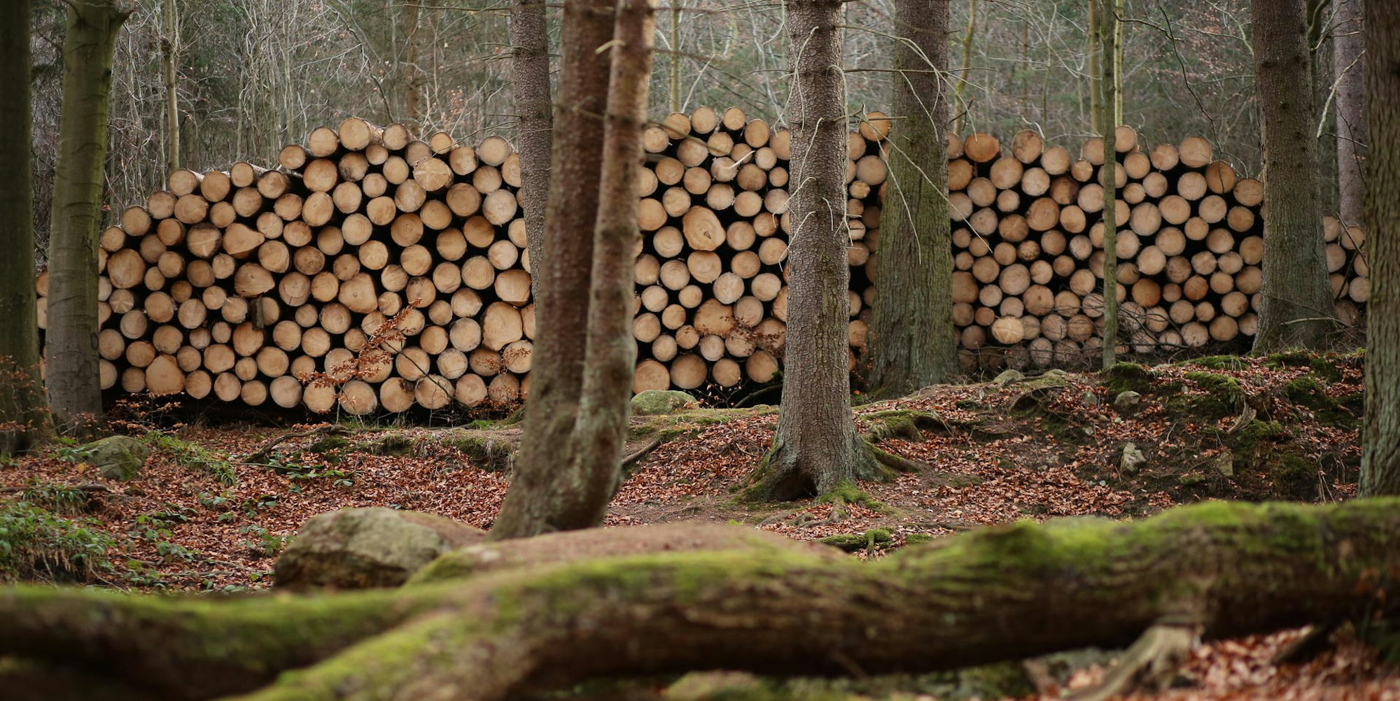 holzmarkt waldserie