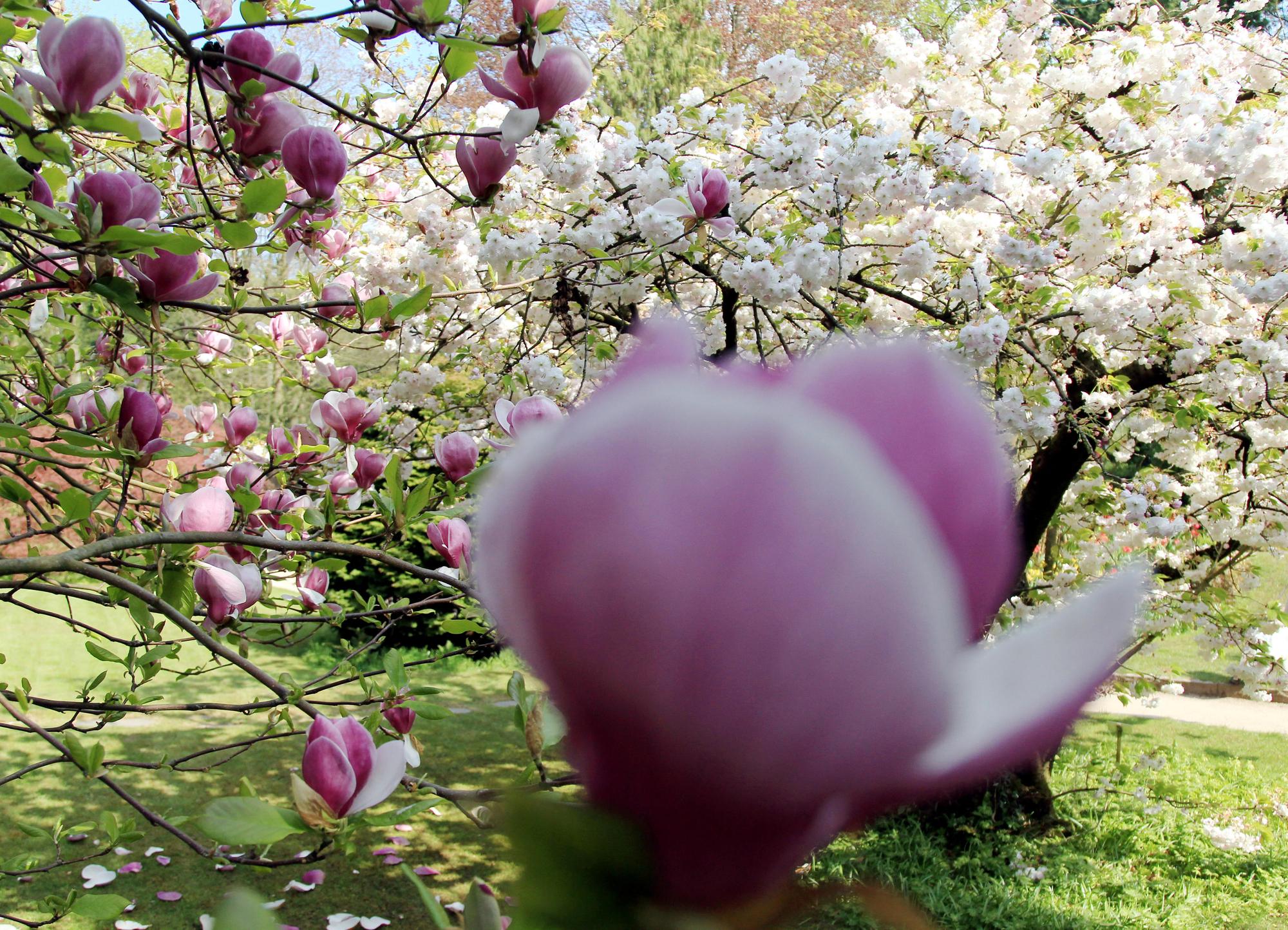 MDS-KSTA-2015-04-29-20150422max-japgarten36