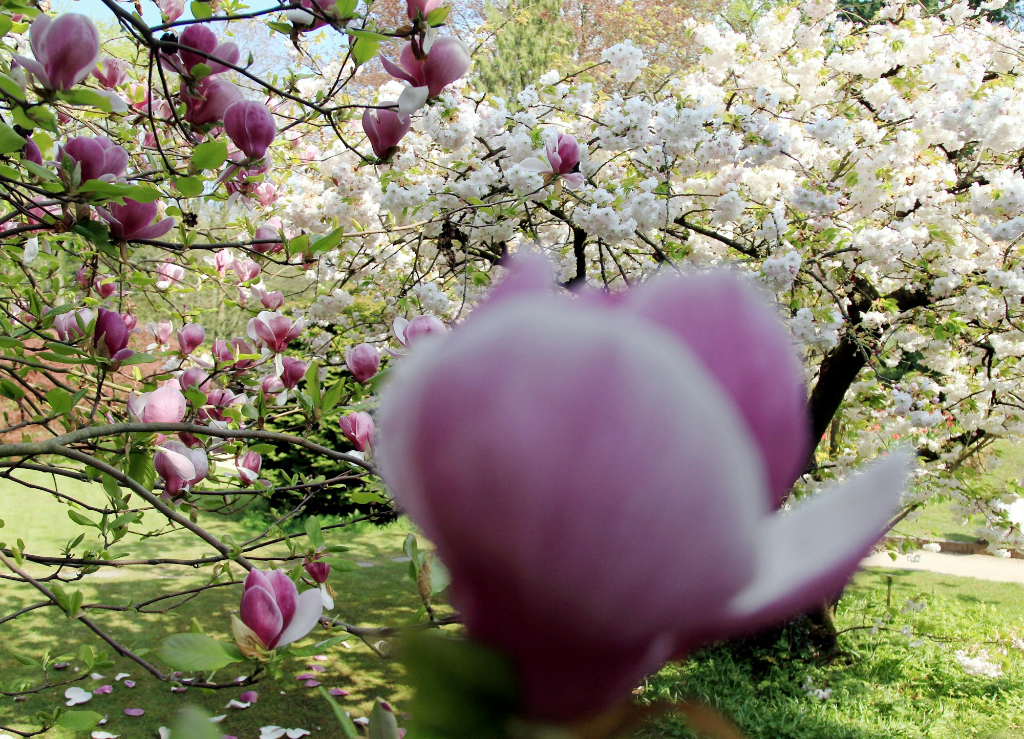 MDS-KSTA-2015-04-29-20150422max-japgarten36