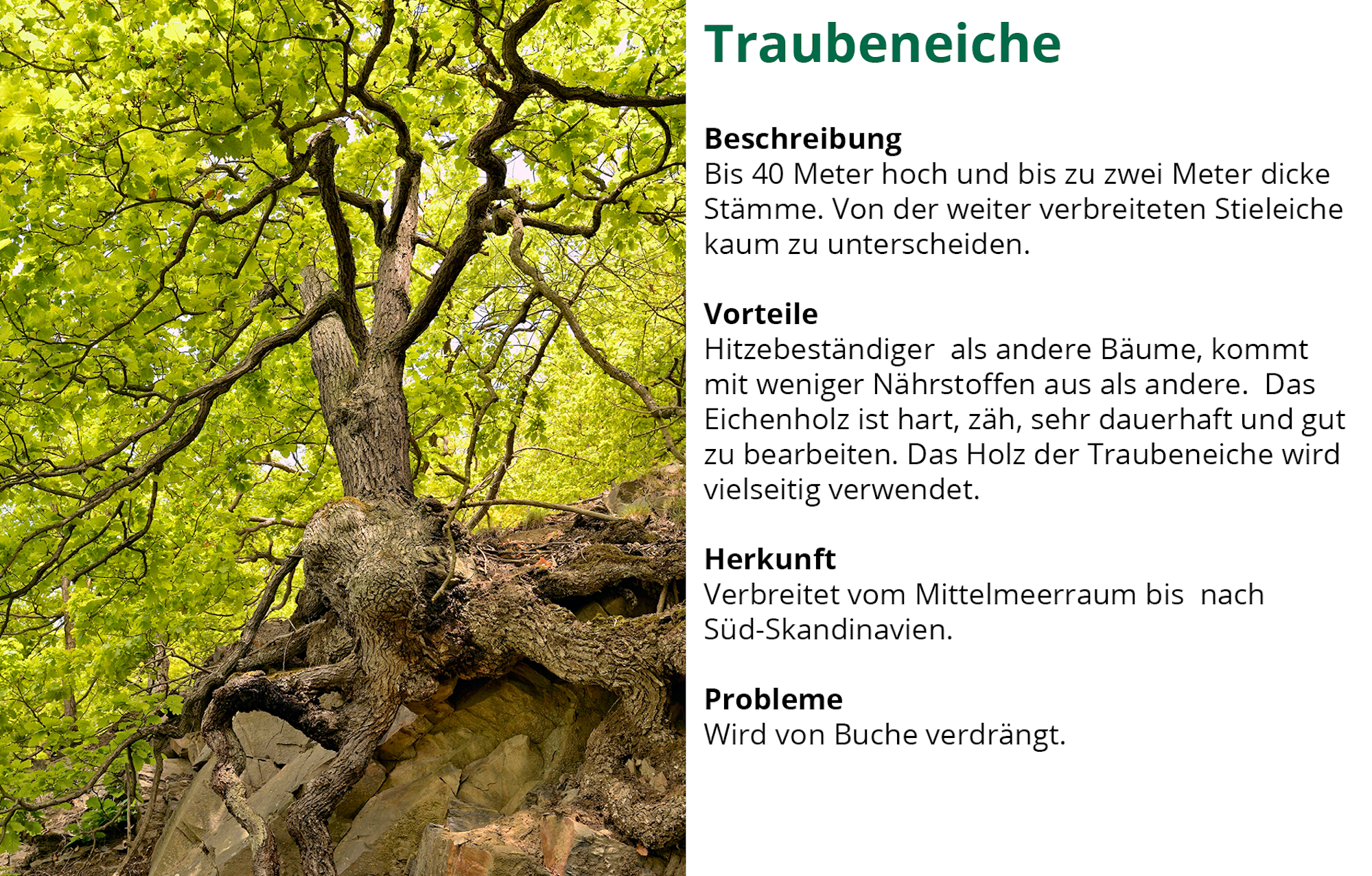 Waldserie-Traubeneiche